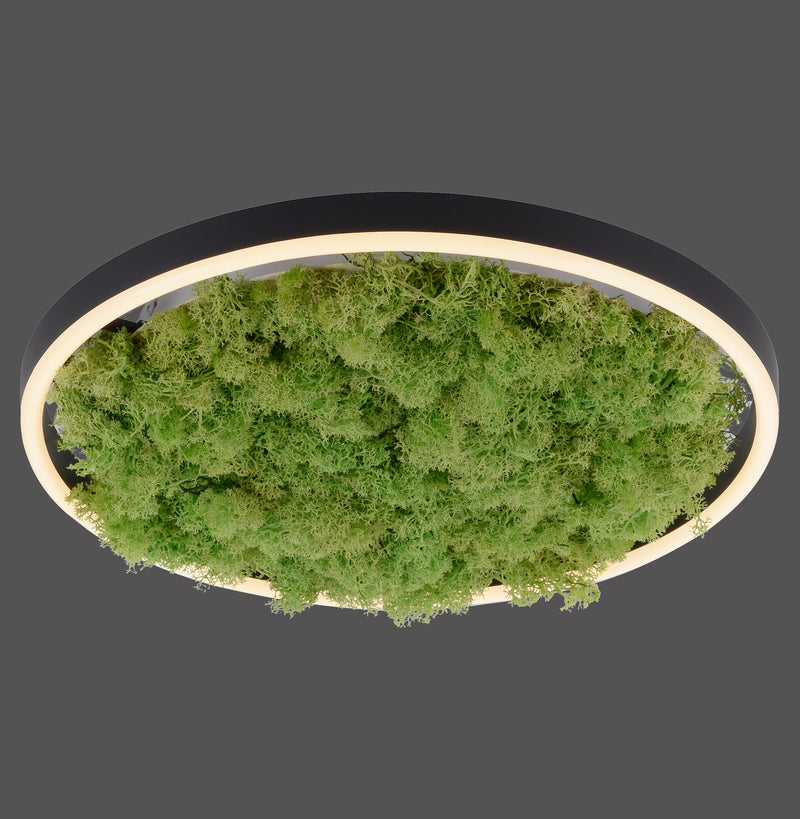 Plafoniera Zuma Line GREEN RITUS LED Muschi Natural