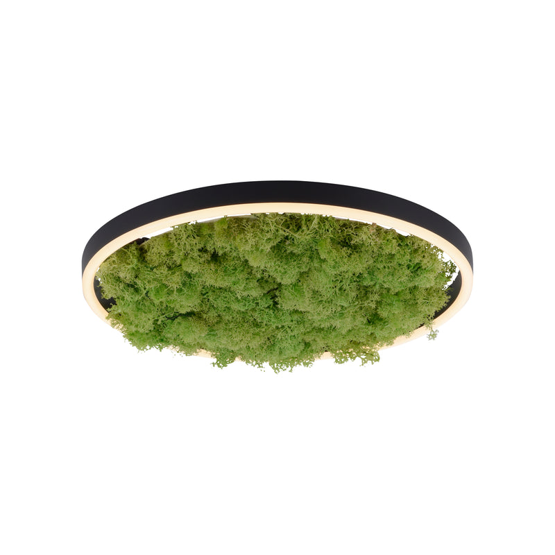 Plafoniera Zuma Line GREEN RITUS LED Muschi Natural