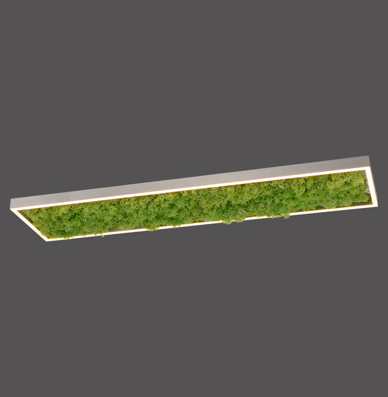 Plafoniera Zuma Line GREEN KNUT LED Muschi Natural