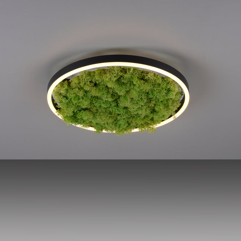 Plafoniera Zuma Line GREEN RITUS LED Muschi Natural