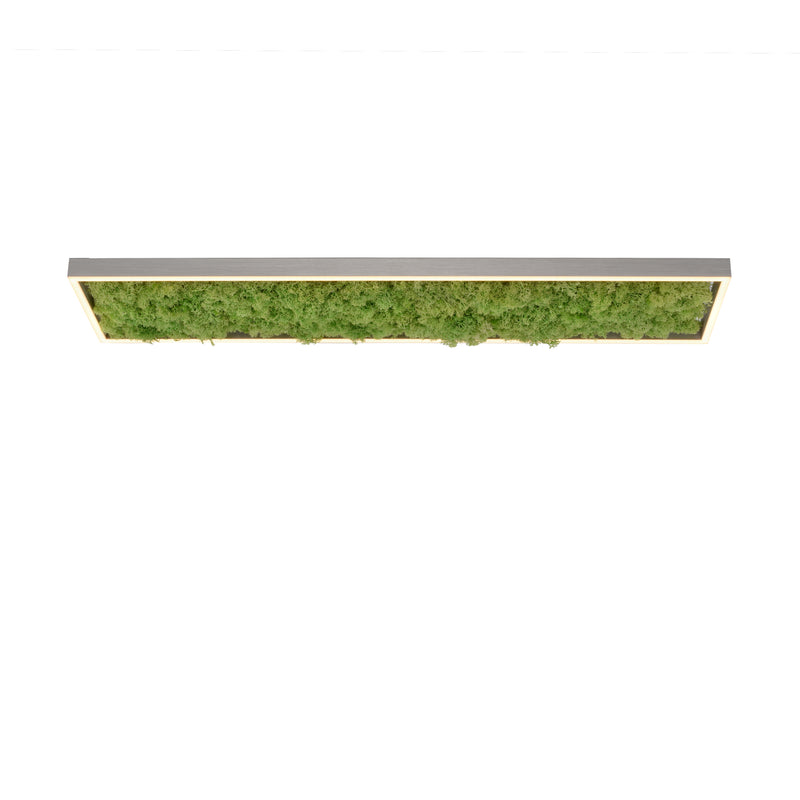 Plafoniera Zuma Line GREEN KNUT LED Muschi Natural