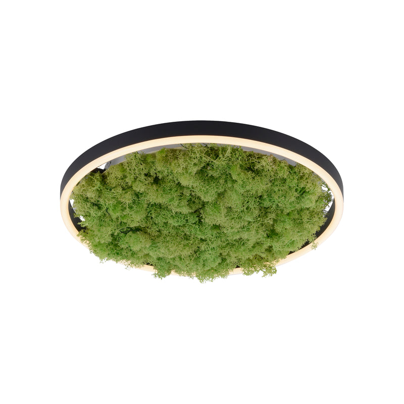 Plafoniera Zuma Line GREEN RITUS LED Muschi Natural