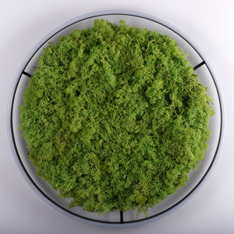 Plafoniera Zuma Line GREEN RITUS LED Muschi Natural