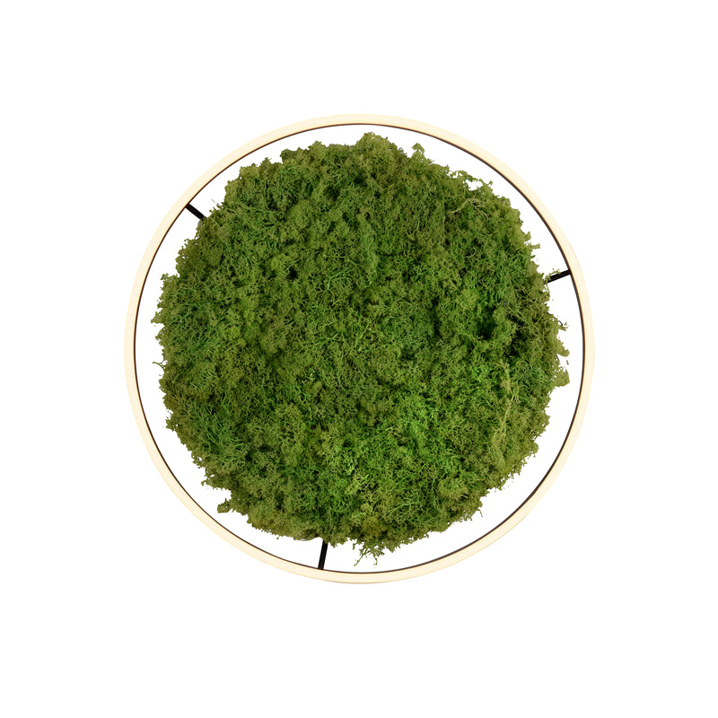 Plafoniera Zuma Line GREEN RITUS LED Muschi Natural