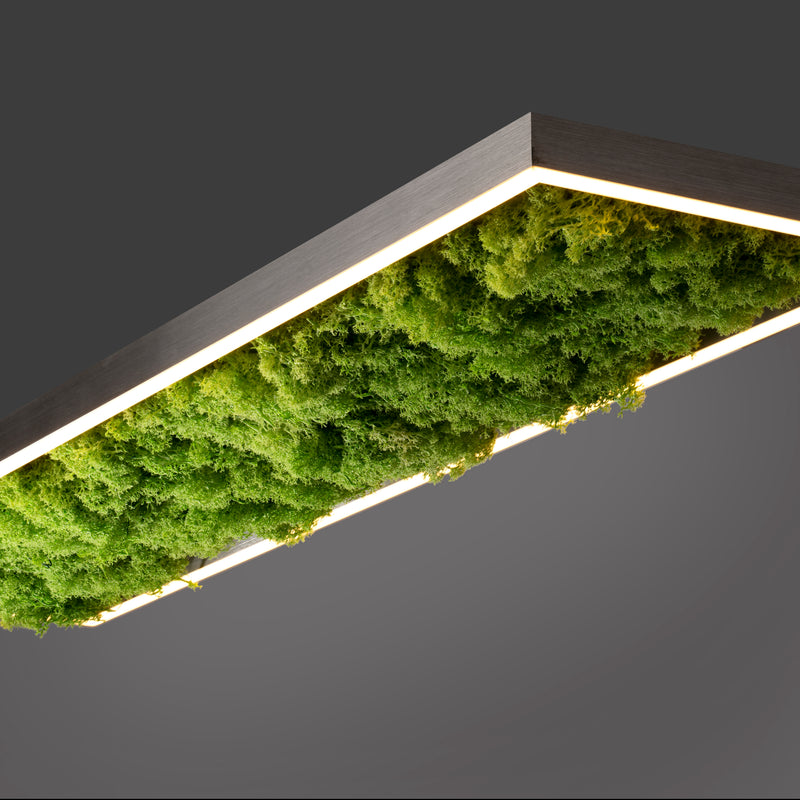 Plafoniera Zuma Line GREEN KNUT LED Muschi Natural