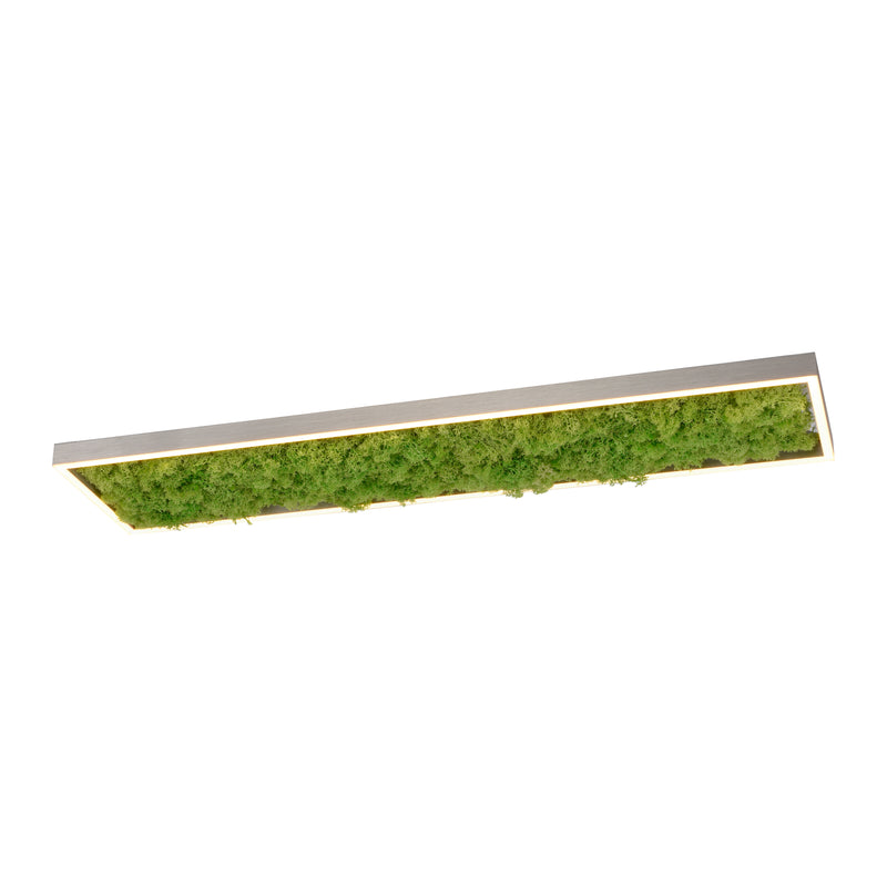 Plafoniera Zuma Line GREEN KNUT LED Muschi Natural