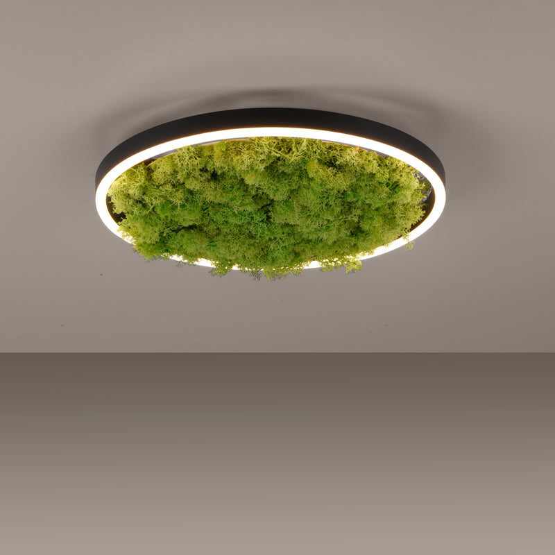 Plafoniera Zuma Line GREEN RITUS LED Muschi Natural