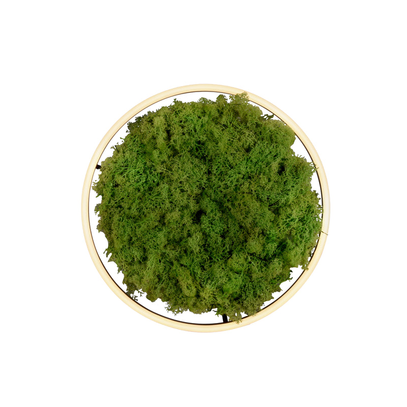 Plafoniera Zuma Line GREEN RITUS LED Muschi Natural