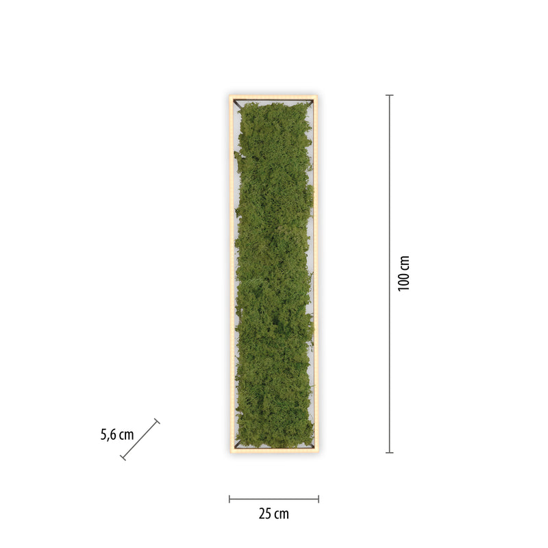 Plafoniera Zuma Line GREEN KNUT LED Muschi Natural