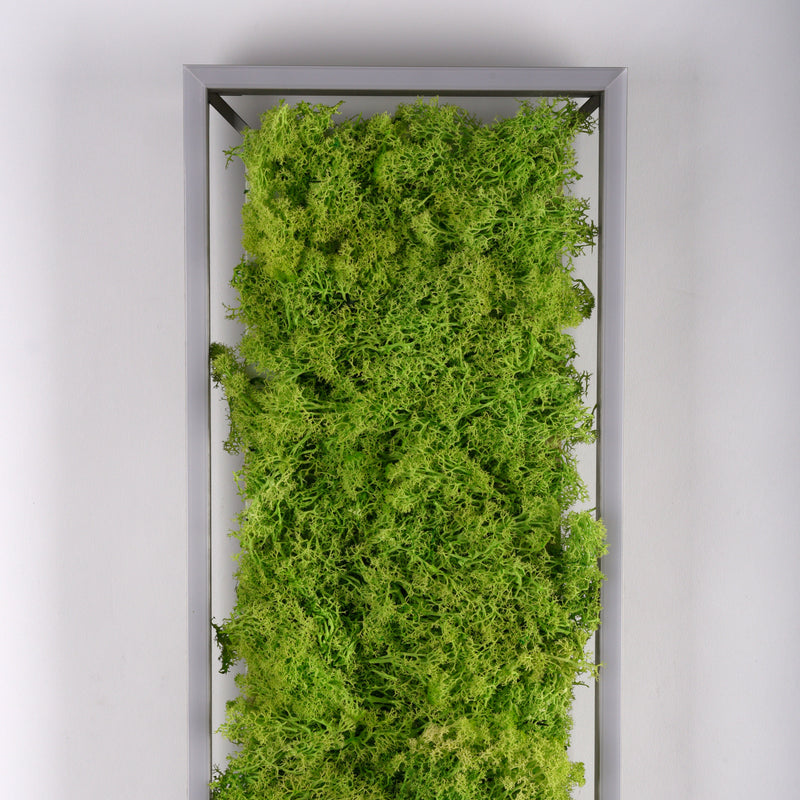 Plafoniera Zuma Line GREEN KNUT LED Muschi Natural